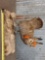 Prairie Chicken Full Body Taxidermy Mount
