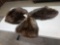 3 Soft Tanned Beaver Furs Taxidermy