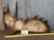 Scrimshaw Moose Antler
