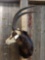 African Sable Shoulder Mount Taxidermy
