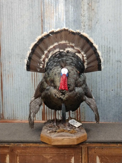 Full Body Turkey Taxidermy Mount