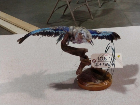 African Roller Bird Taxidermy Mount