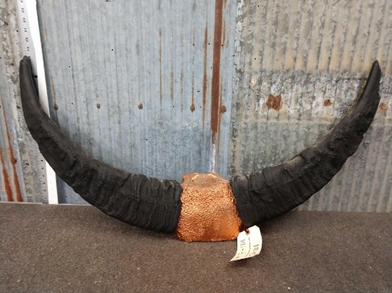 Water Buffalo Horns On Skull Plate