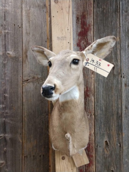 Whitetail Doe Shoulder Mount Taxidermy