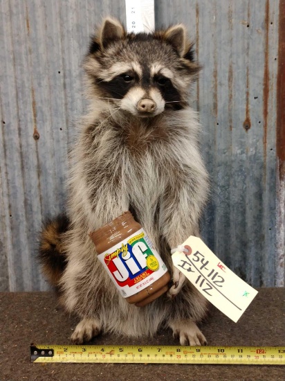 Raccoon Eating Peanut Butter Taxidermy Mount