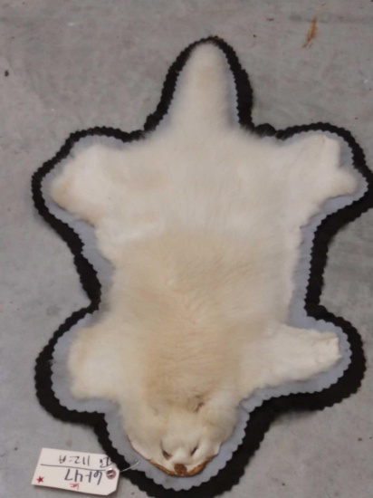 Albino Raccoon Rug Taxidermy