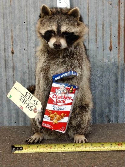 Raccoon Eating Cracker Jacks Taxidermy