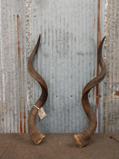 Pair Of African Kudu Horns Taxidermy