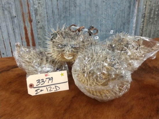 5 Pufferfish Real Skin Fish Taxidermy