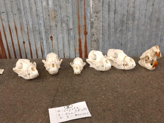 Small Animal Skulls Lot Taxidermy