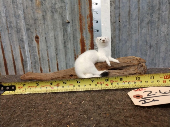 Ermine Full Body Taxidermy Mount