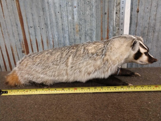 Badger Full Body Taxidermy Mount