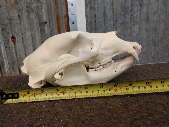 Black Bear Skull Taxidermy