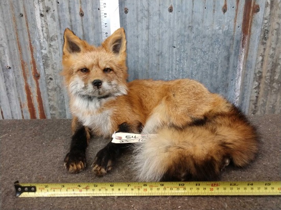 Red Fox Laying Down Taxidermy