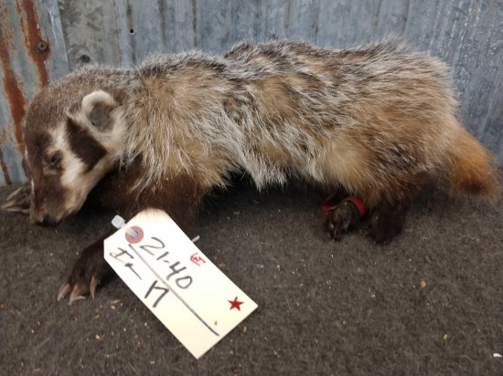 Juvenile Badger Full Body Taxidermy Mount