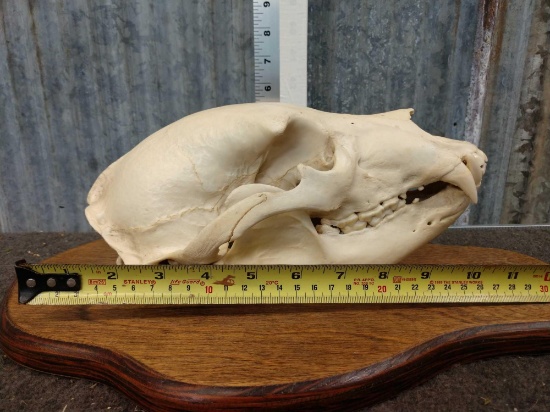 Black Bear Skull Taxidermy