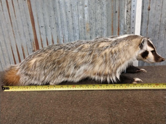 Badger Full Body Taxidermy Mount