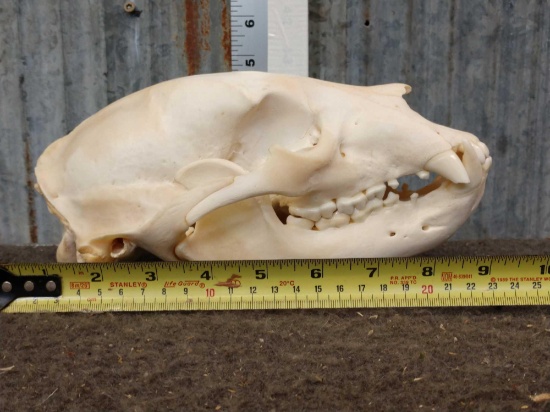 Black Bear Skull Taxidermy