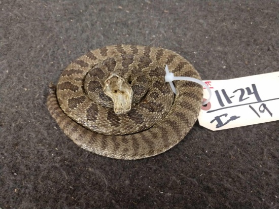 Juvenile Rattlesnake Full Body Taxidermy