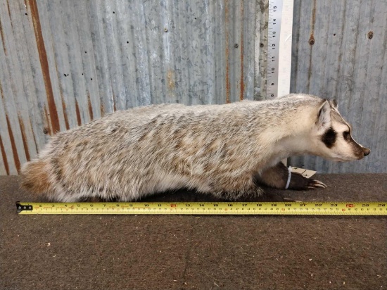 Badger Full Body Taxidermy Mount