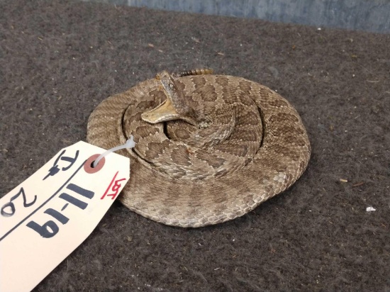 Juvenile Rattlesnake Full Body Taxidermy