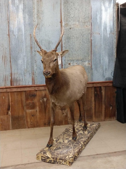 Spike Elk Full Body Taxidermy Mount