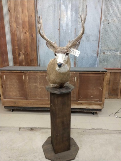 5x5 Mule Deer Pedestal Taxidermy Mount
