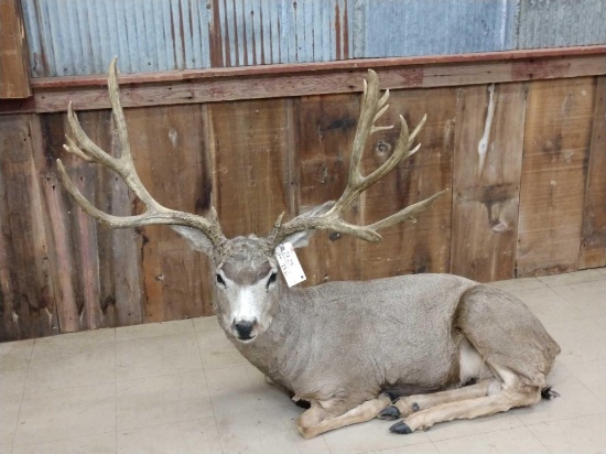 Mule Deer Full Body Taxidermy Mount