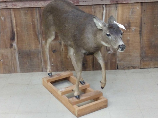Mule Deer Doe Full Body Taxidermy Mount