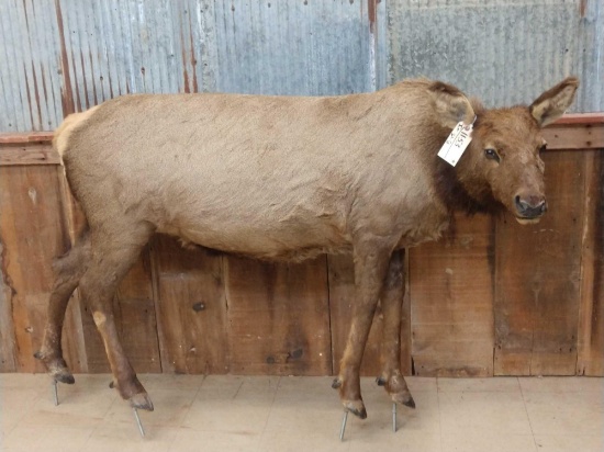 Juvenile Elk Full Body Taxidermy Mount
