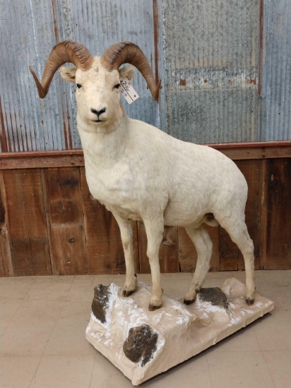 Alaskan Dall Sheep Full Body Taxidermy Mount