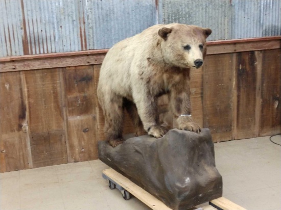 Cinnamon Black Bear Full Body Taxidermy Mount