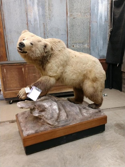 Grizzly Bear Full Body Taxidermy Mount