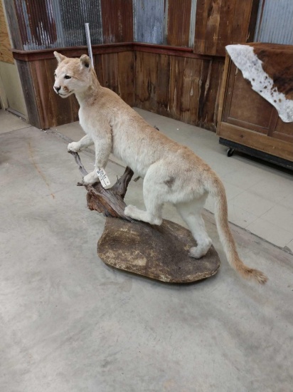 Mountain Lion Full Body Taxidermy Mount