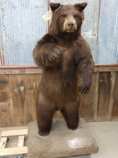 Black Bear Full Body Taxidermy Mount