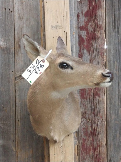 Whitetail Doe Shoulder Mount Taxidermy