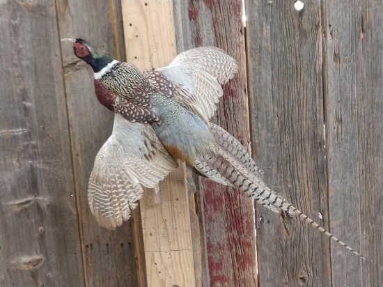 Pheasant In Flight Taxidermy Mount
