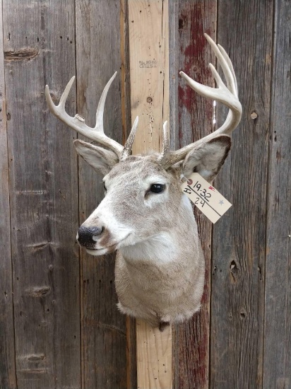5x5 Whitetail Taxidermy Mount