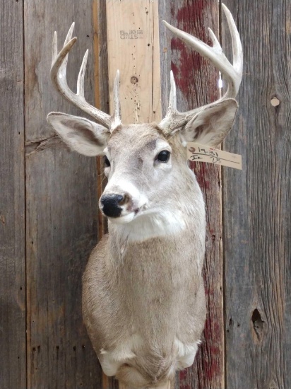 5x5 Whitetail Taxidermy Mount