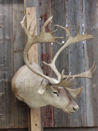 Caribou Shoulder Mount Taxidermy