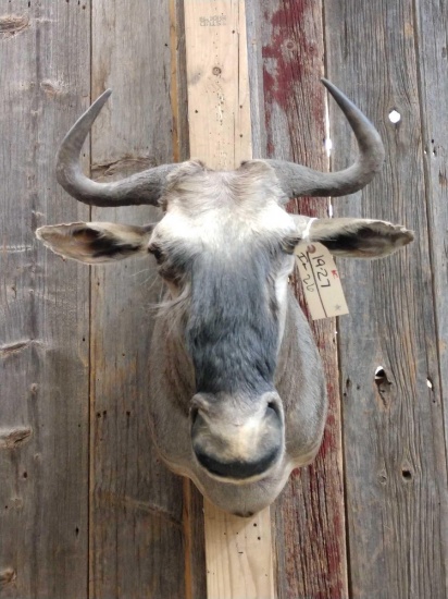 African Wildebeest Shoulder Mount Taxidermy