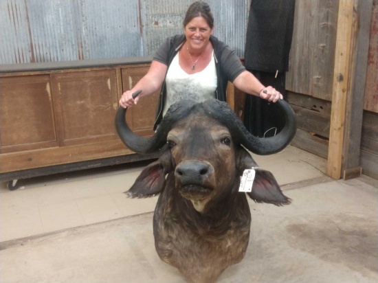 African Cape Buffalo Shoulder Mount Taxidermy