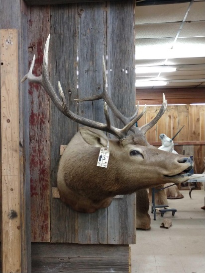 6x5 Bugling Elk Shoulder Mount Taxidermy