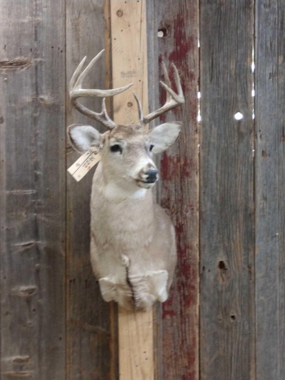 4x4 Whitetail Taxidermy Mount