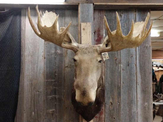 46" Wide Moose Shoulder Mount Taxidermy