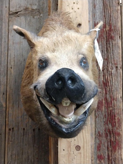 Wild Boar Shoulder Mount Taxidermy