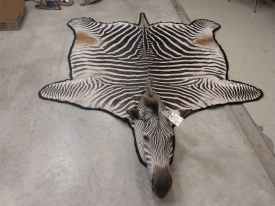 Zebra Rug Taxidermy