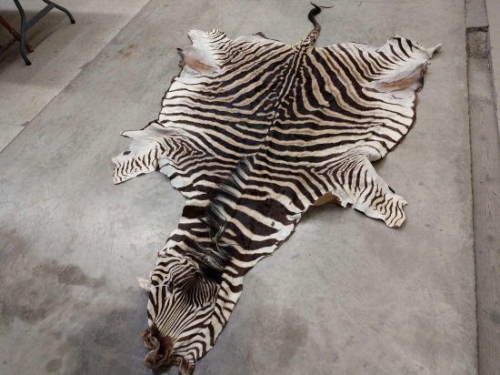 Soft Tanned Zebra Skin Taxidermy
