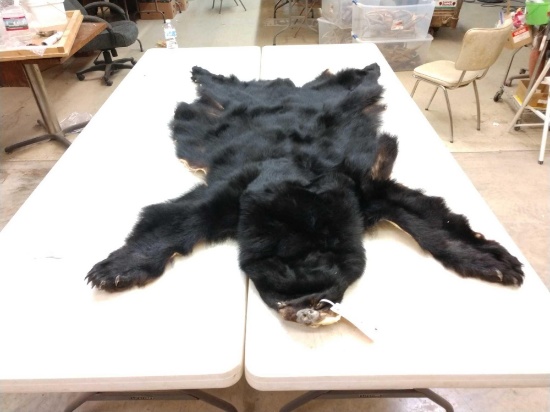 Tanned Black Bear Skin Taxidermy