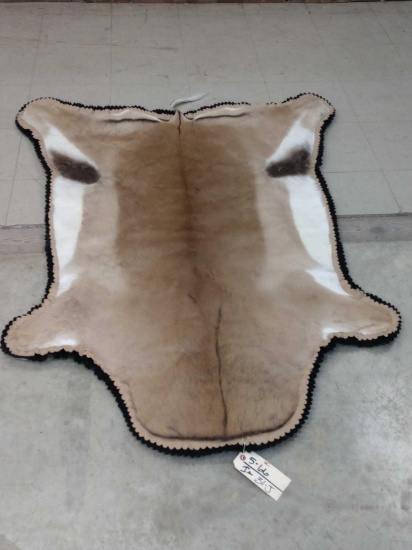 African Springbok Rug Taxidermy